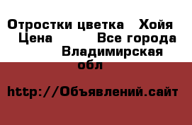 Отростки цветка  “Хойя“ › Цена ­ 300 - Все города  »    . Владимирская обл.